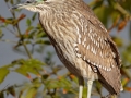 Black-crowned Night-Heron