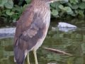 Black-crowned Night-Heron