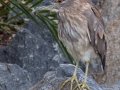 Black-crowned Night-Heron