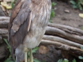 Black-crowned Night-Heron