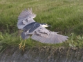 Black-crowned Night-Heron