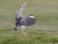 Black-crowned Night-Heron