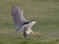 Black-crowned Night-Heron