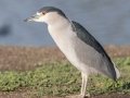 Black-crowned Night-Heron