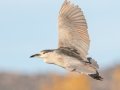 Black-crowned Night-Heron