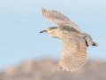 Black-crowned Night-Heron