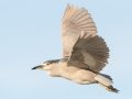 Black-crowned Night-Heron
