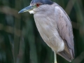 Black-crowned Night-Heron