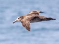 Black-footed Albatross - San Diego Pelagics, 32.6485 X -117.4371, 9-mile bank east, San Diego, California, 5/16/2015