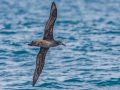 Black-footed Albatross - San Diego Pelagics, 32.6485 X -117.4371, 9-mile bank east, San Diego, California, 5/16/2015