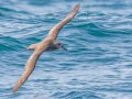 Black-footed Albatross - San Diego Pelagics, 32.6485 X -117.4371, 9-mile bank east, San Diego, California, 5/16/2015