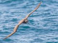 Black-footed Albatross - San Diego Pelagics, 32.6485 X -117.4371, 9-mile bank east, San Diego, California, 5/16/2015
