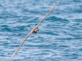 Black-footed Albatross - San Diego Pelagics, 32.6485 X -117.4371, 9-mile bank east, San Diego, California, 5/16/2015