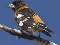 Black-headed Grosbeak