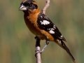 Black-headed Grosbeak