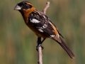 Black-headed Grosbeak