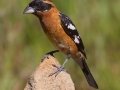 Black-headed Grosbeak