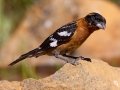 Black-headed Grosbeak