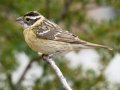 Black-headed Grosbeak