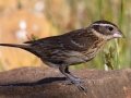 Black-headed Grosbeak