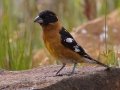 Black-headed Grosbeak