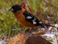 Black-headed Grosbeak