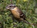 Black-headed Grosbeak