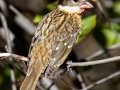 Black-headed Grosbeak