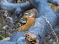 Black-headed Grosbeak - Laguna Mountains - West Meadow Area
