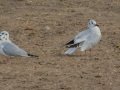 Black-headed Gull - Oasis - Aqua Farming Technology ponds, Riverside, California, 2/14/2017