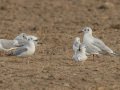 Black-headed Gull - Oasis - Aqua Farming Technology ponds, Riverside, California, 2/14/2017