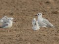 Black-headed Gull - Oasis - Aqua Farming Technology ponds, Riverside, California, 2/14/2017