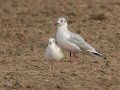 Black-headed Gull - Oasis - Aqua Farming Technology ponds, Riverside, California, 2/14/2017