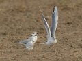 Black-headed Gull - Oasis - Aqua Farming Technology ponds, Riverside, California, 2/14/2017