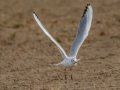 Black-headed Gull - Oasis - Aqua Farming Technology ponds, Riverside, California, 2/14/2017