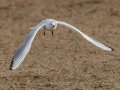 Black-headed Gull - Oasis - Aqua Farming Technology ponds, Riverside, California, 2/14/2017