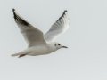 Black-headed Gull - Oasis - Aqua Farming Technology ponds, Riverside, California, 2/14/2017