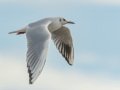 Black-headed Gull - Oasis - Aqua Farming Technology ponds, Riverside, California, 2/14/2017