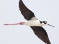 Black-necked Stilt