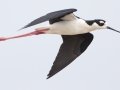 Black-necked Stilt