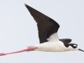 Black-necked Stilt