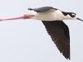 Black-necked Stilt