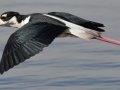 Black-necked Stilt