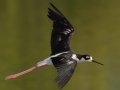 Black-necked Stilt