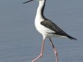 Black-necked Stilt