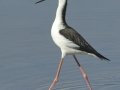 Black-necked Stilt