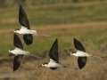 Black-necked Stilt