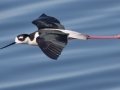 Black-necked Stilt
