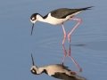Black-necked Stilt