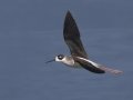 Black-necked Stilt